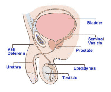 Vasectomy Reversal Treatment India